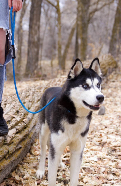 Ruff Swag Slip Leash