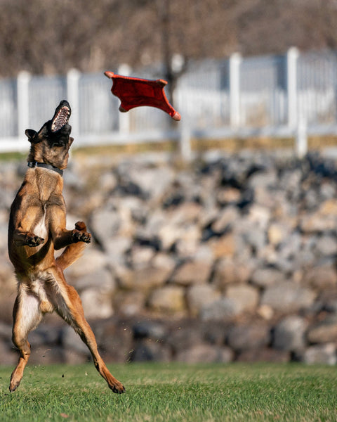 Chuckit! Flying Squirrel Frisbee